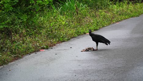 Black-vulture-eating-an-animal-that-was-killed-by-a-car-accident