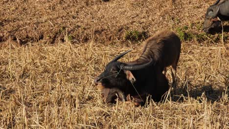 A-mother-resting-while-its-calf-is-feeding-right-behind-it,-Carabaos-Grazing,-Water-Buffalo,-Bubalus-bubalis,-Thailand
