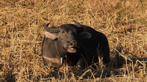 Seen-eating-and-chewing-its-cud-while-basking-under-the-afternoon-sun,-Carabaos-Grazing,-Water-Buffalo,-Bubalus-bubalis,-Thailand