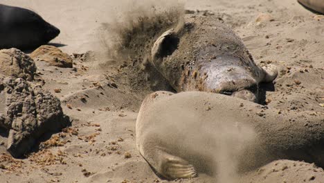 Playful-Elephant-seals-on-the-beach