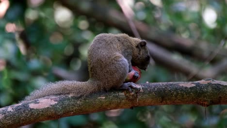 Tail-on-the-branch-as-it-is-dealing-with-its-healthy-meal-facing-to-the-right,-Grey-bellied-Squirrel-Callosciurus-caniceps,-Kaeng-Krachan-National-Park,-Thailand