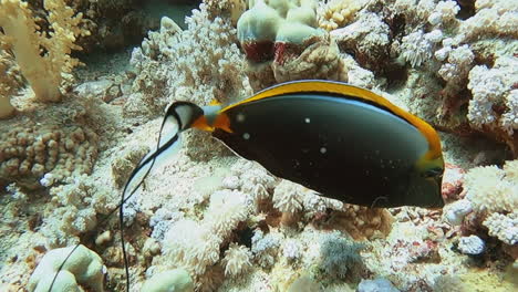 Orangespine-Unicornfish-feeding-amidst-variety-of-coral-French-Polynesia