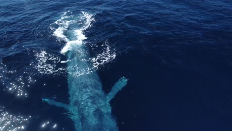 Giant-Blue-Whale-Surfaces-Up-Close
