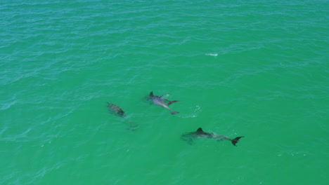 Aerial-Drone-View-Of-Playful-Dolphin-Pod-Swimming-Together-In-Clear-Ocean-Water,-4K