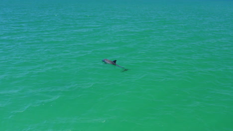 Solo-Wild-Dolphin-Swimming-With-Dorsal-Fin-Above-Ocean-Waves,-4K-Aerial-Drone