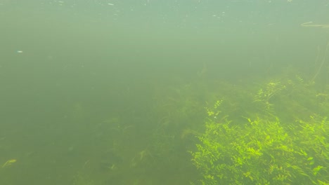 Plantas-Acuáticas-Verdes-Del-Río-Visibles-Bajo-El-Agua-En-El-Canal-De-Dublín-En-Irlanda