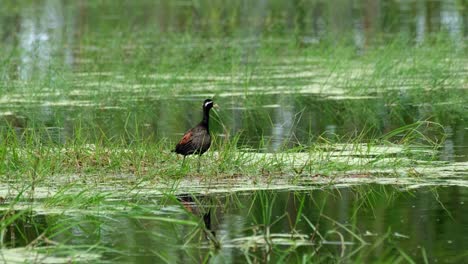Stading-on-aquatic-grass-while-looking-to-the-right-and-then-stoops-down,-Bronze-winged-Jacana,-Metopidius-indicus,-Pak-Pli,-Nakorn-Nayok,-Thailand
