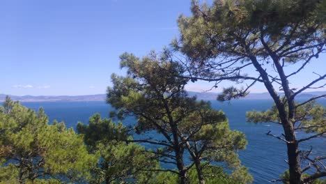 Close-up-of-pine-canopies-with-the-sea-and-coast-in-the-background-a-sunny-day-without-clouds,-rolling-shot-on-the-left,-Cíes-Islands,-Pontevedra,-Galicia,-Spain