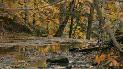 Herbststrom-Ruhiges-Wasser-Langsam-Fließendes-Vergilbendes-Laub-Und-Filmisches-Grün-Golden-Im-Freien