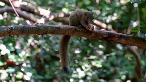 Tail-down-feasting-on-a-fruit-while-partial-facing-the-camera-showing-its-busy-life-on-a-horizontal-branch,-Grey-bellied-Squirrel-Callosciurus-caniceps,-Kaeng-Krachan-National-Park,-Thailand