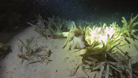 Wild-Humpback-Turretfish-illuminated-by-diver's-light-swims-near-ocean-floor