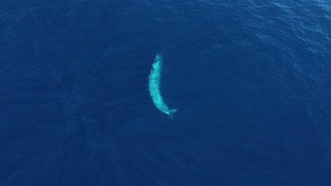 Riesiger-Blauwal,-Der-Sich-Unter-Wasser-Mit-Dem-Bauch-Nach-Oben-Dreht