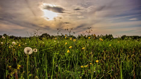 Low-angle-shot-of-sun-halo-in-the-sky-in-timelapse-with-the-view-white-and-yellow-wild-flowers-in-full-bloom-on-a-spring-day