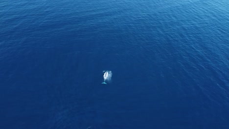 Ein-Riesiger-Blauwal-Taucht-Im-Wasser-Auf
