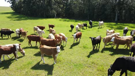 Herd-of-young-beef-cattle-with-steers-and-heifers,-drone-view