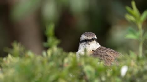 A-Chalk-browed-Mockingbird-singing-in-a-backyard-at-eye-level