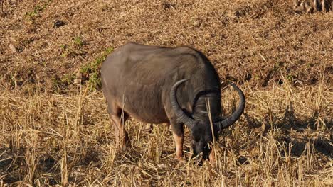 A-huge-individual-grazing-on-dry-grass-while-moving-to-the-right,-Carabaos-Grazing,-Water-Buffalo,-Bubalus-bubalis,-Thailand