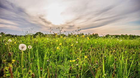 Time-lapse-of-a-meadow-with-dandelion-flowers-as-clouds-move-towards-camera