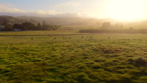Dairy-cows-grazing-in-a-field-in-California's-Central-Valley---fast-low-altitude-parallax-aerial-orbit-at-sunset-or-sunrise