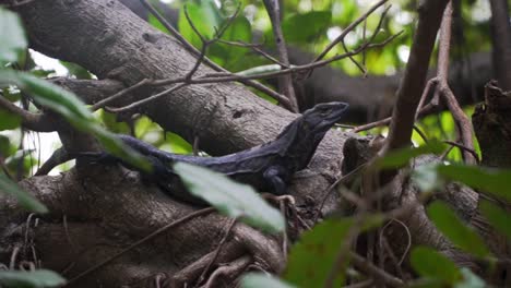 Wild-lizard-sitting-in-the-trees-in-the-rainforest-in-costa-rica