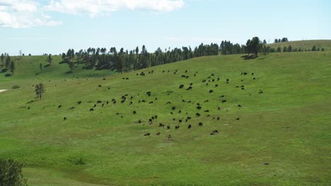 Dramatic-aerial-view-of-free-ranging-bison-herd-at-Custer-State-Park,-South-Dakota