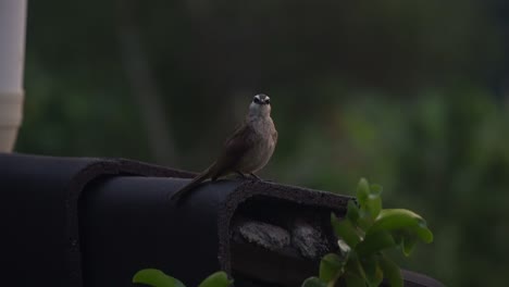 Common-urban-yellow-vented-bulbul,-pycnonotus-goiavier-spotted-perching-on-the-rooftop,-wondering-around-its-surrounding-environment-and-spread-its-wings-and-fly-away-before-nightfall,-southeast-asia