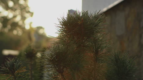 Ein-Kleiner-Dekorativer-Weihnachtsbaum-Steht-Am-Rand-Der-Straße-Vor-Einer-Steinmauer-Bei-Sonnenaufgang-Im-Dorf