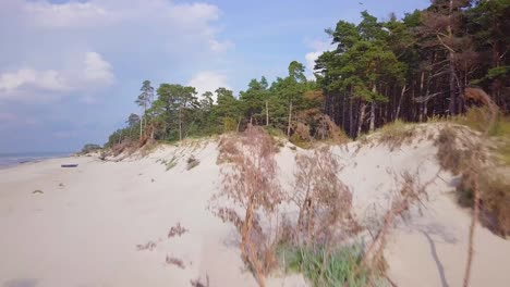 Aerial-view-of-Baltic-sea-coast-on-a-sunny-day,-white-sand-seashore-dunes-damaged-by-waves,-broken-pine-tree,-coastal-erosion,-climate-changes,-wide-angle-ascending-drone-shot-moving-forward