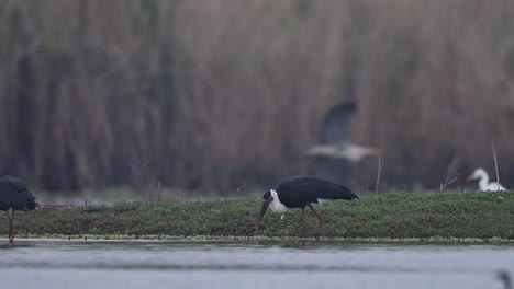 Woolly-necked-storks-fishing-in-wetland-7
