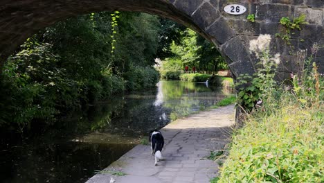 Video-of-a-English-canal-with-footpath,-towpath,-looking-through-a-stone-built-bridge,-with-a-dog-running-into-the-scene-holding-a-ball