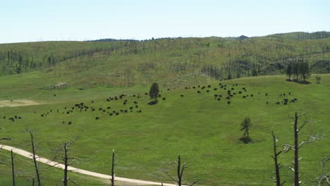 -Aerial-shot-flying-past-a-herd-of-grazing-buffalo-in-the-South-Dakota-plains