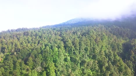 Aerial-shot-of-dense-forest