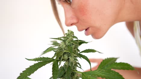 Nahaufnahme-Detailaufnahme-Einer-Mädchennase,-Die-Knospen-Einer-Cannabispflanze-Riecht