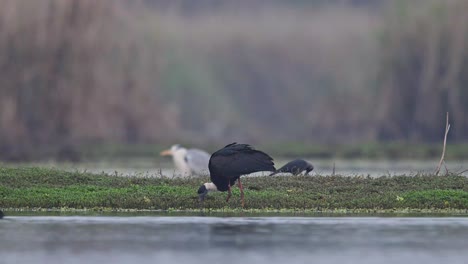 Woolly-necked-storks-fishing-in-wetland-6