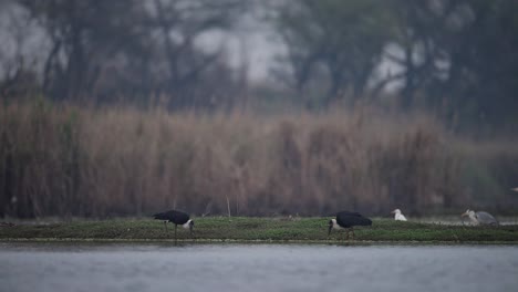 Pair-of-Woolly-necked-Stork-feeding-in-morning