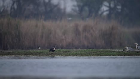 Woolly-necked-stork-fishing-in-wetland-in-morning-of-winter