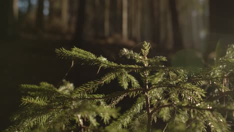 Close-up-panning-shot-of-needle-of-fir-trees-lighting-in-sunlight-at-forest