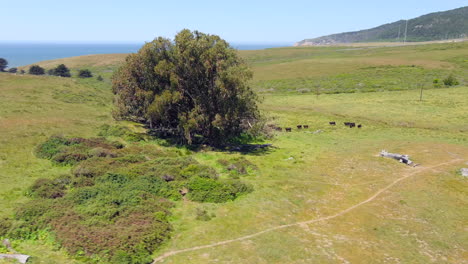 Black-angus-beef-cattle-grazing-under-an-oceanside-tree-by-RCA-Beach,-California---orbiting-aerial-parallax