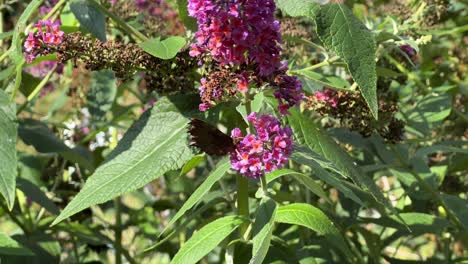 Schmetterling-Ruht-Auf-Einer-Grünen-Pflanze-Mit-Violetten-Blüten