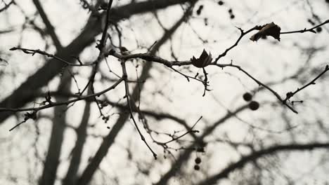 B-roll-of-bare-branches-in-tree-in-autumn-without-leafs-1