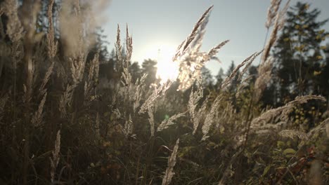 Schwenkaufnahme-Von-Wehenden-Graspflanzen-Im-Wind-Während-Des-Sonnenuntergangs-Im-Hintergrund---Nahaufnahme