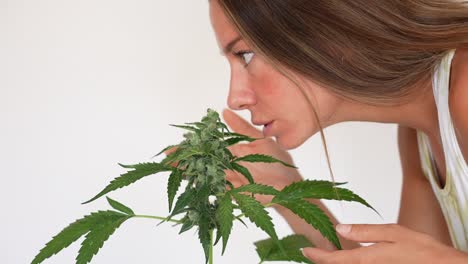 Close-up-detail-shot-of-girl-nose-smelling-buds-of-a-cannabis-plant-in-a-white-background