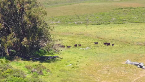 Cows-grazing-by-the-tree-on-a-cliff-above-the-ocean,-aerial-view