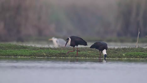 Woolly-necked-storks-fishing-in-wetland-5