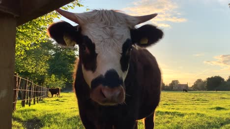 Close-up-cute-and-big-cow-on-a-farm-at-sunset