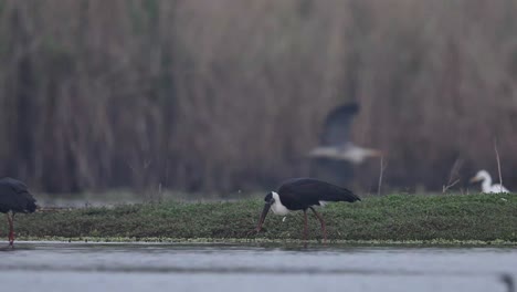 Woolly-necked-storks-fishing-in-wetland-4