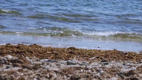 Seaweed-beach-waves-in-slow-motion