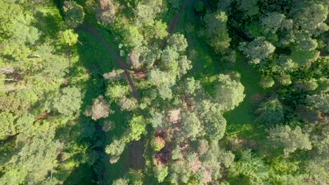 Overhead-drone-shot-of-dense-forest-on-the-slopes-of-Sumbing-mountain,-Indonesia