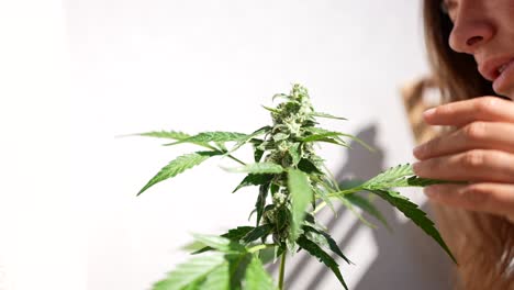 Close-up-girl-touching-leaves-and-buds-of-a-cannabis-plant