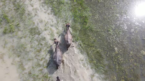 Farmer-herding-Buffalo-in-a-flooded-paddy-field-in-South-Asia
